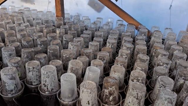 Почему мы сажаем малину крапивкой зимой а не летом. смотреть онлайн