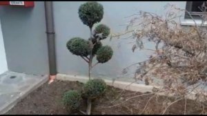 Карликовые хвойные-удивидельно красивые.