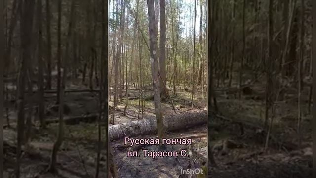 Русская гончая вл. Тарасов С.