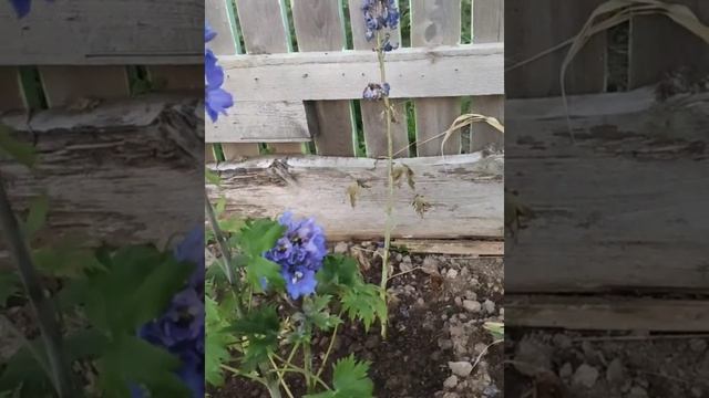 Жимолость бывает ремонтантная ????А у меня есть такая.??? смотреть онлайн