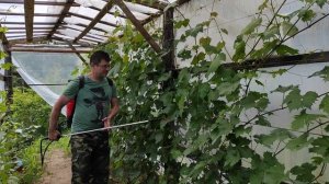 Опрыскивание кристалоном по листу - внекорневая подкормка винограда