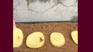 АДЕНИУМ как укоренить и размножить листом