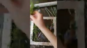 Картина из живых цветов