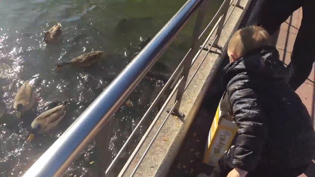 Супер крутой День в Европарке Португалия! Кормим уток и самых ОГРОМНЫХ рыб которых видели смотреть онлайн