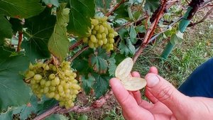 @Виноград Арарат кишмиш  Новый виноград