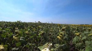 Какой гибрид подсолнечника можно убирать в начале сентября? Оценка потенциала.