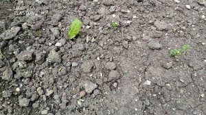 Бархатцы на юге. Подзимние посевы.