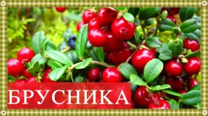 БРУСНИКА - лесное чудо-лекарство. Где растет, как собирать