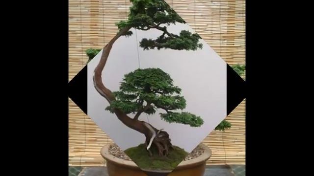 Chamaecyparis obtusa 'Nana' II смотреть онлайн