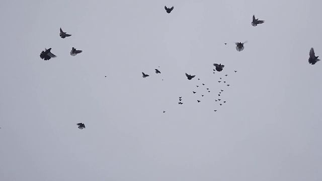 Николаевские голуби г.Донецк .08.12.2021 голби при посадке, Александр 0713471611. смотреть онлайн