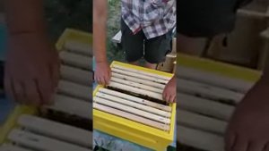 Бессотовый Пчелопакет. Результаты работы.