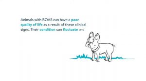 Brachycephalic Obstructive Airway Syndrome (BOAS) - Animation