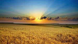 Александр Малинин ( Чернобривцы )