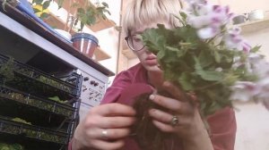 Нашла ужасное в корнях герани из Леруа. Болезнь, пересадка  пеларгонии.