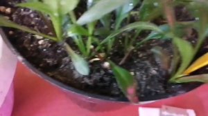 самый простой способ - черенкования АСТРЫ многолетней 🌱🌱🌱