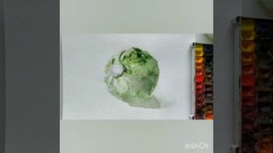 Рисунок белокачанной капусты. Акварель.