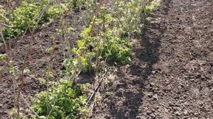 Нужно ли мульчировать соломой малину.