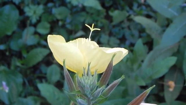 Энотера 2016 07 16 01 смотреть онлайн