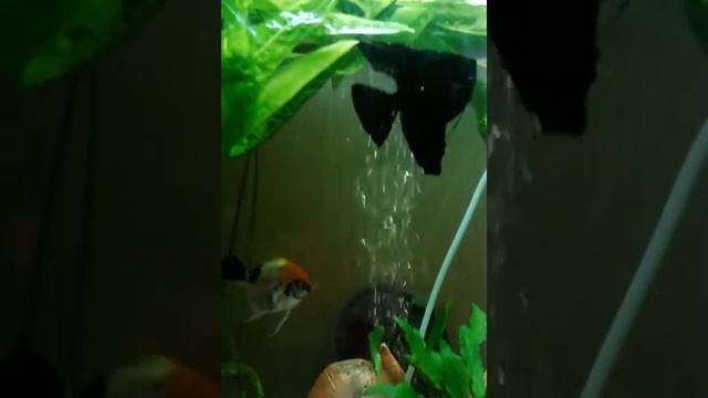 Кормление аквариумных рыб смотреть онлайн