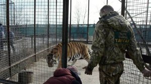 Телеканал ТВЦ снимает амурских тигров в Тайгане