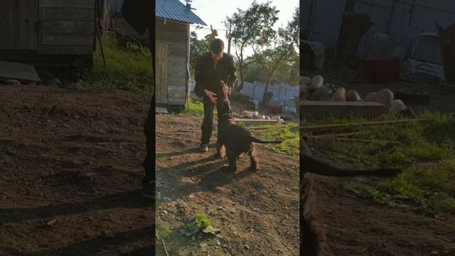 Ризеншнауцер Равен Прайд Сапфира. Игрульки. смотреть онлайн