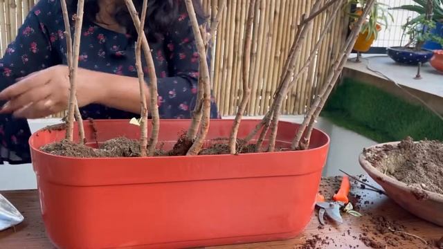 Best way to style Starlight Ficus plant | ficus plant craft | How to make a ficus Grill смотреть онлайн