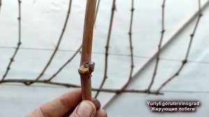 🍇 Обрезка винограда! Чтобы не остаться БЕЗ УРОЖАЯ никогда не оставляйте ЭТИ ПОБЕГИ.