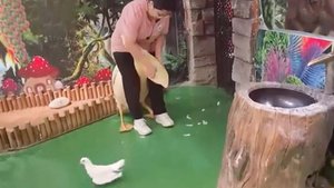 Сотрудница зоопарка в Китае спасла белого голубя, вытащив его из клюва пеликана