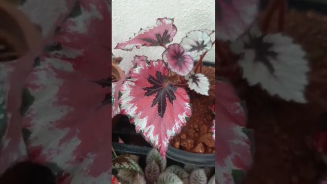 Rex Begonia