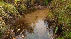 Родник Нина Вараксина сл Александр Вараксин Автор видео Нина Рудакова