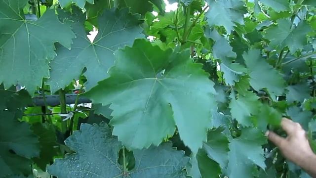 Что делать с виноградными пасынками второго порядка смотреть онлайн