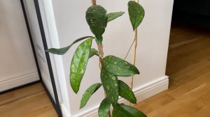 Hoya Finlaysonii EPC 317- год её искала и была удивлена стоимости когда нашла