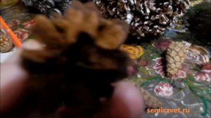 ?? Напольная ваза из шишек своими руками. Украшение интерьера