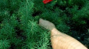 Сеянцы лиственницы сибирской 2-х летка. Саженцы лиственницы в "Хвойный дворик" - сезон осень 2019