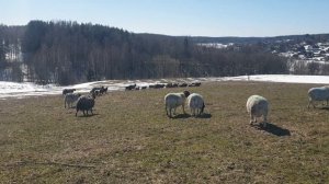 Бараны Дорпер стали на покрытие романовок #dorpersheep #dorper #дорпер #ram #семейнаяферма