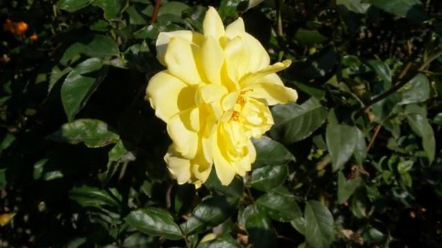 OFERTA TRANDAFIRI ALTOITI смотреть онлайн