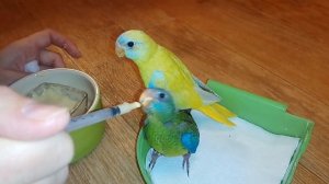Часть 2. Выкормыши. Искусственное выкармливание птенцов попугая.
