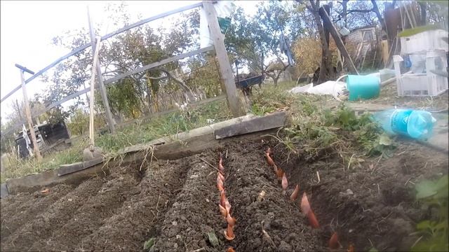 Лук шалот на зелень под зиму.
