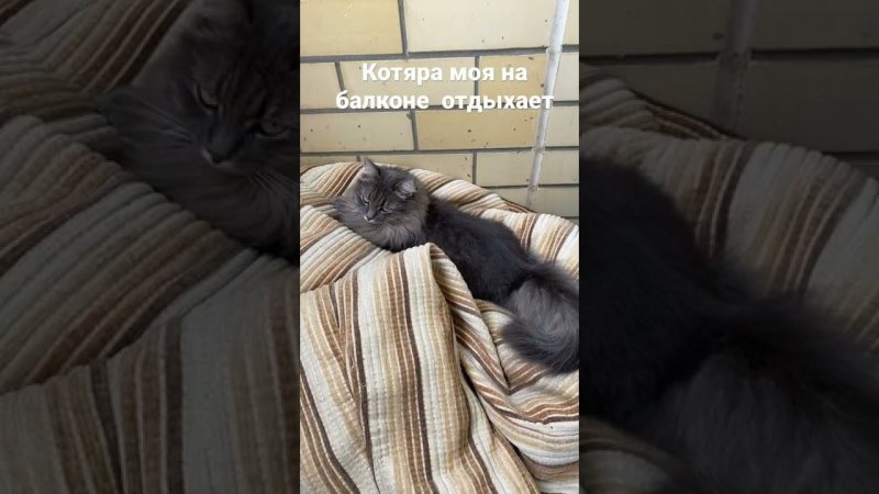 Котяра отдыхает