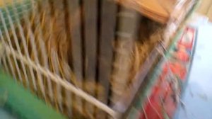 Моя белка дегу умирает