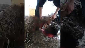 Класически режут барана