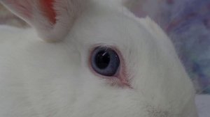 Как определить возраст кролика