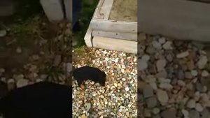 Щенки босерона (французская гладкошёрстная овчарка) - 4