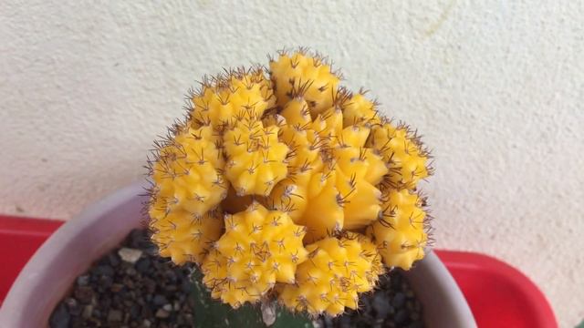 Moon Cactus “Yellow Colour” (Cactus and Succulents) смотреть онлайн