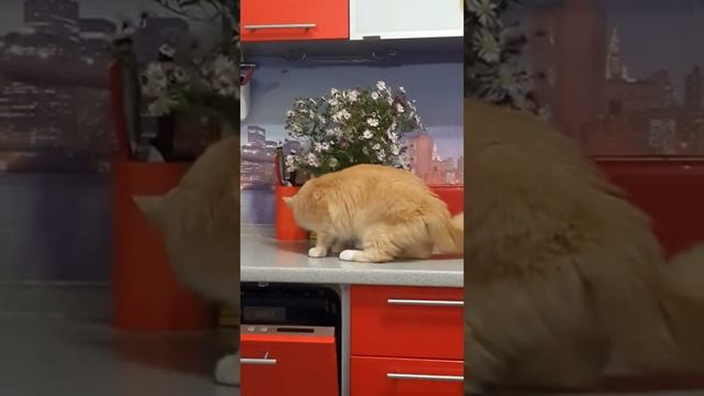 Персик рыжий котик нюхает цветы