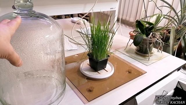 Пшеница выращенная под стеклянной колбой