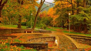 Листья жгут #листьяжгут