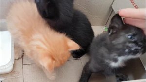 Как выкормить котенка.