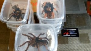 Новые питомцы в коллекции птицеедов + ФРИН (жгутоногий паук).