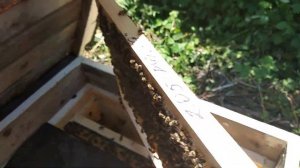 Рутовская вощина на рамку Дадан